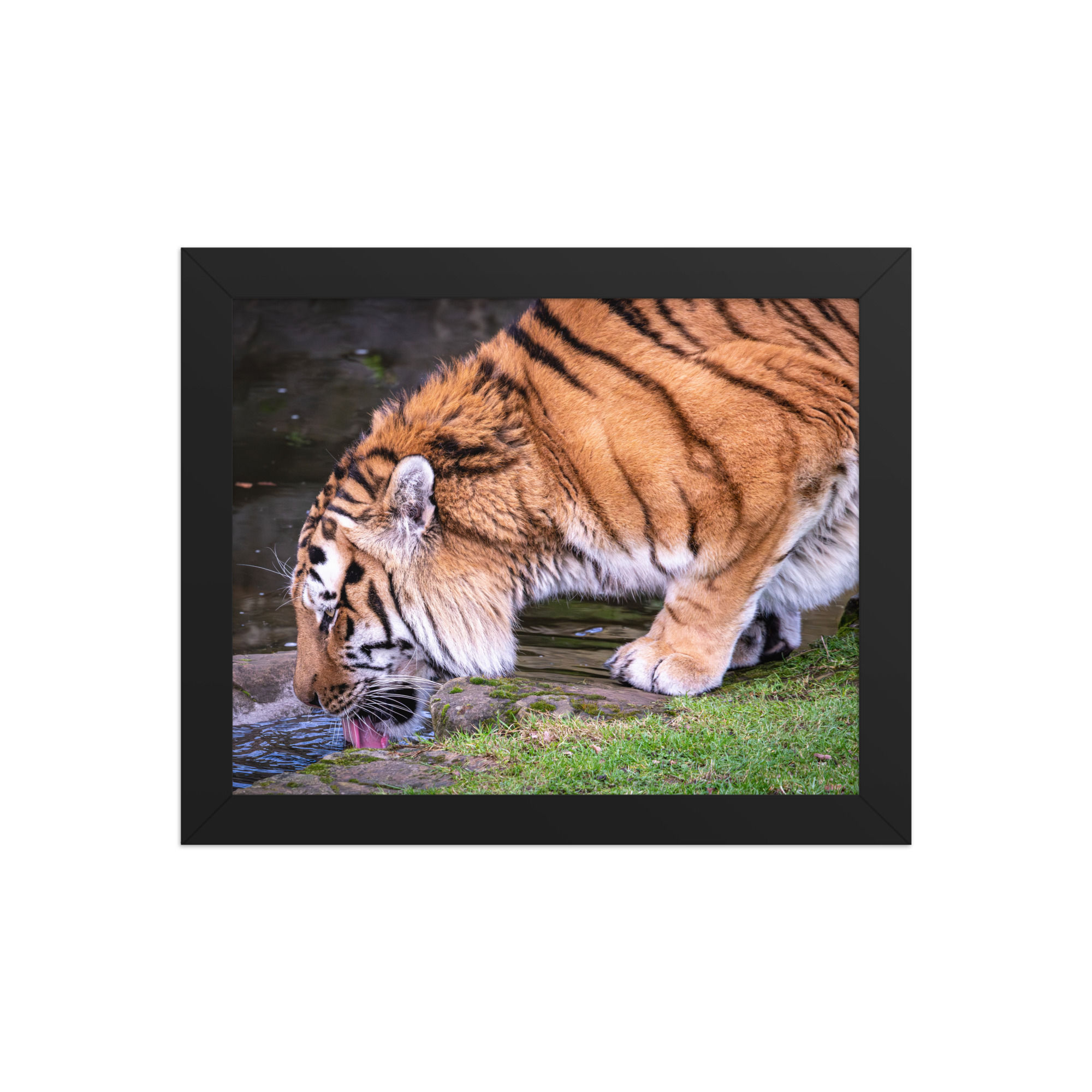 Male Amur Tiger - Framed fine art print