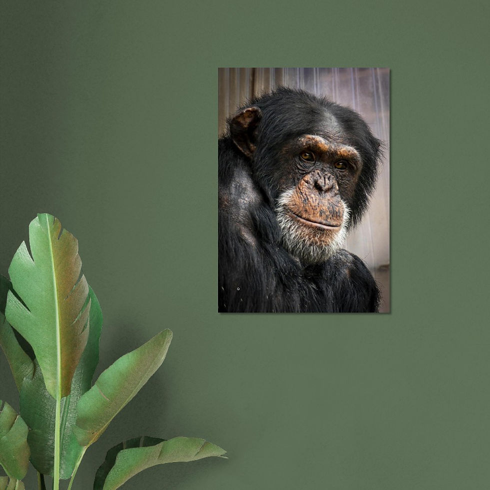 Thumbnail: Wise old Chimpanzee - Aluminum fine art Print