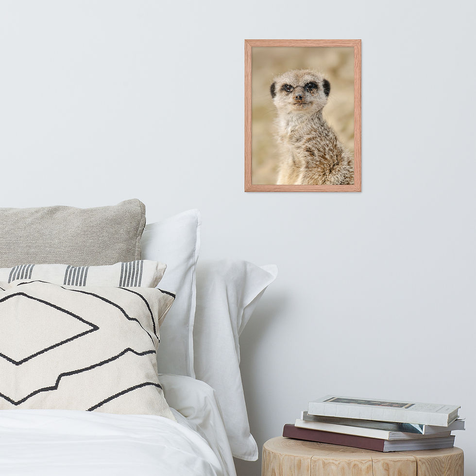 Thumbnail: Dreamy Meercat - Framed fine art print