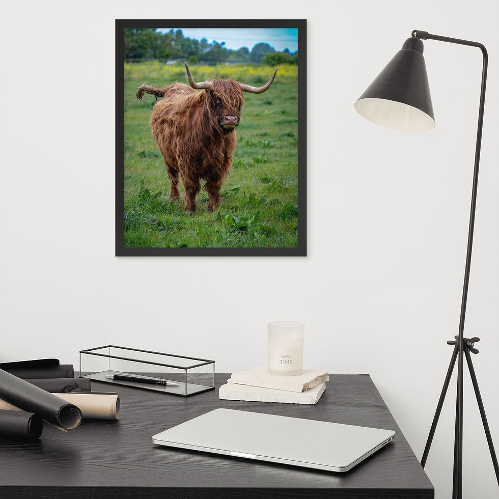 Thumbnail: Horned Highland Cow - Framed fine art print