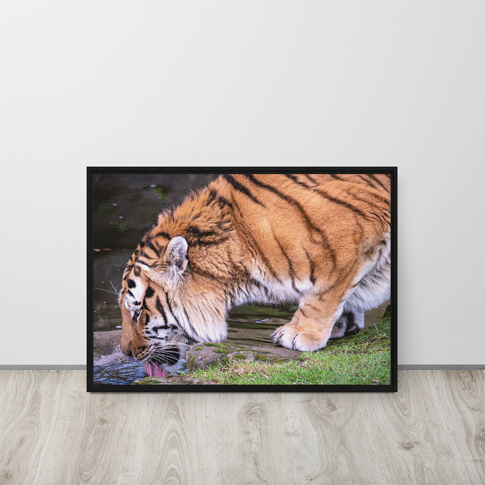 Thumbnail: Male Amur Tiger - Framed canvas fine art print