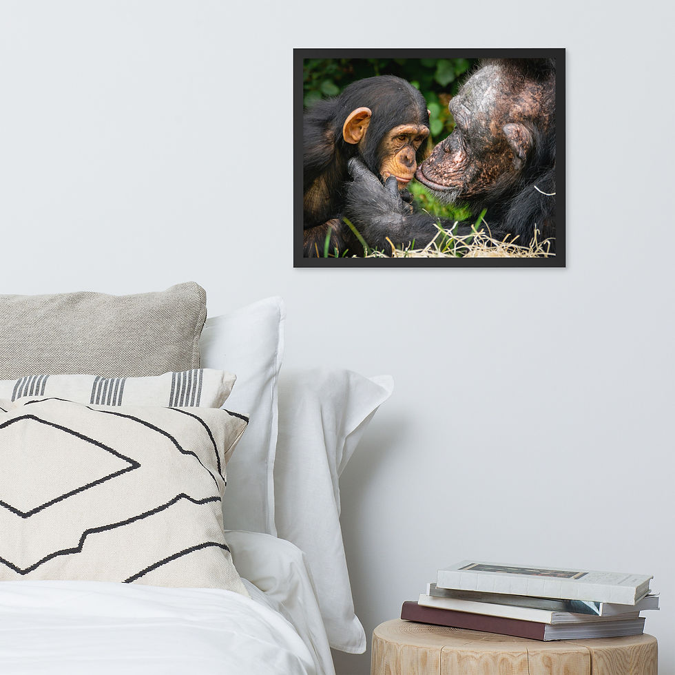 Thumbnail: A tender Chimpanzee moment - Framed fine art print