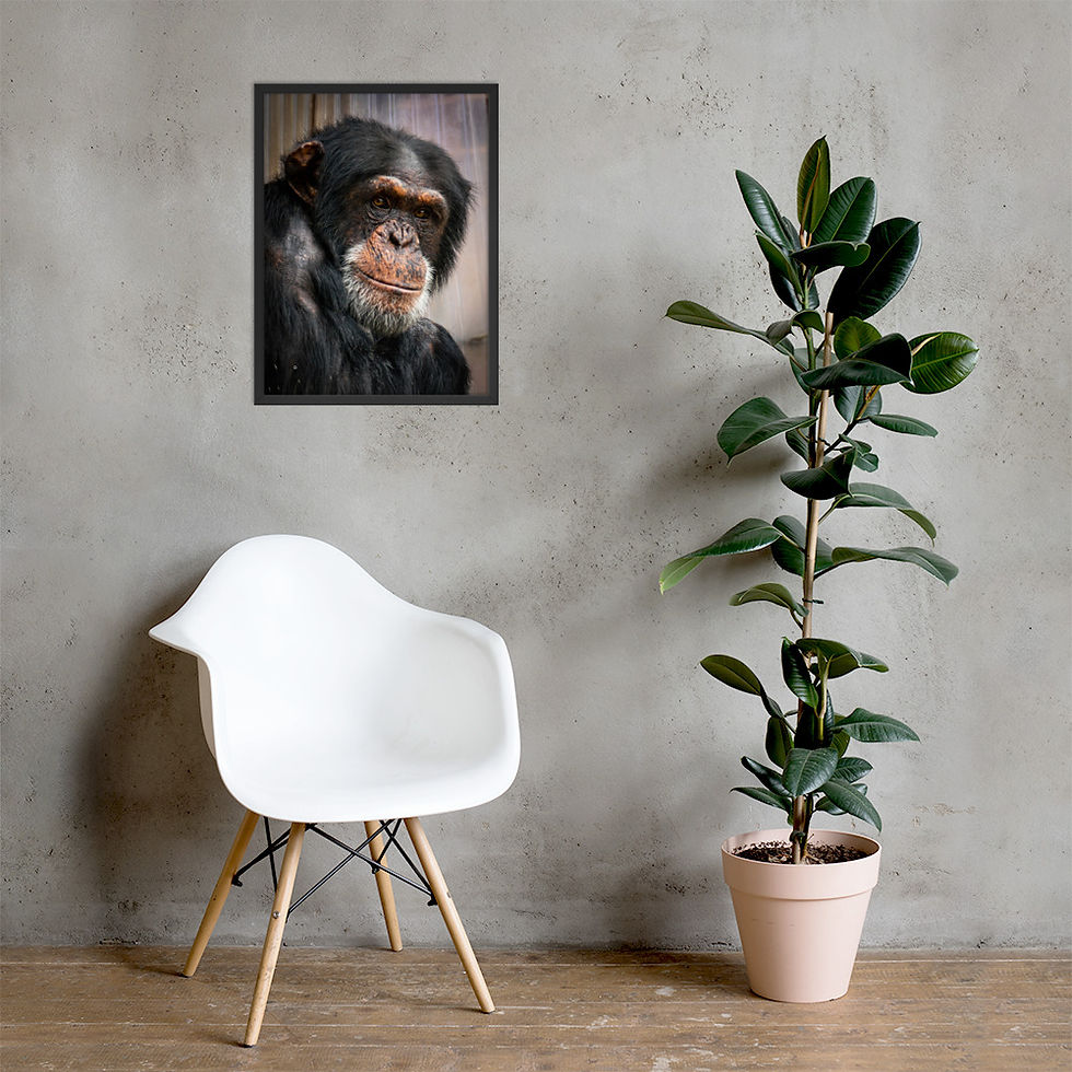 Thumbnail: Wise old Chimpanzee - Framed fine art print