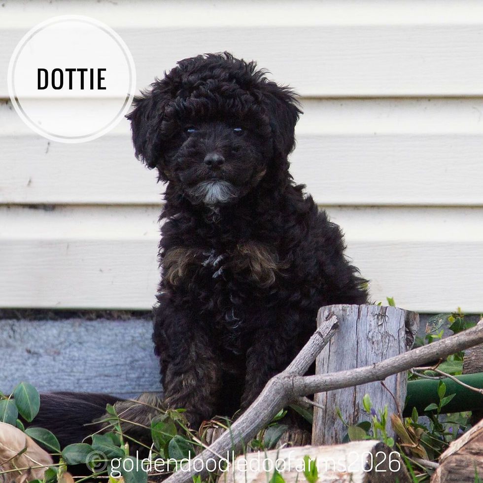 Dottie