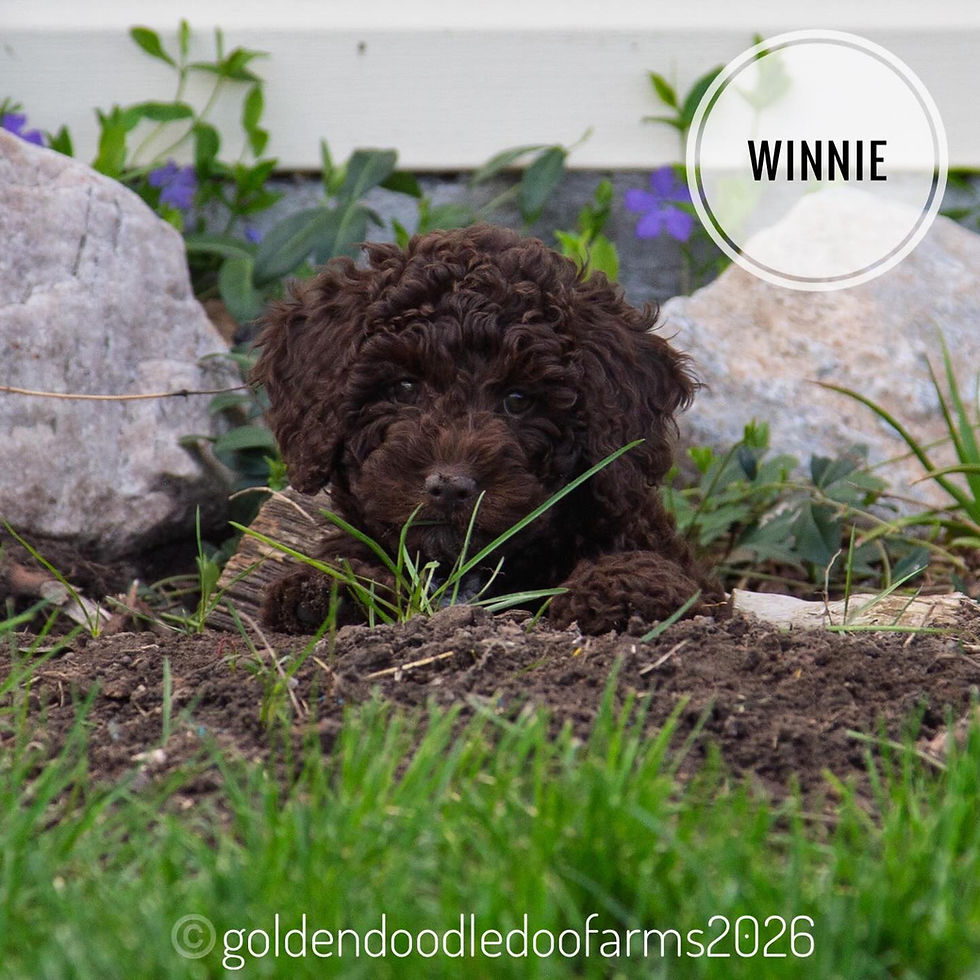 Winnie
