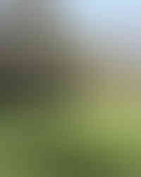 Open grassy space with scattered daffodils and a leaning tree casting shadows under soft spring sunlight.