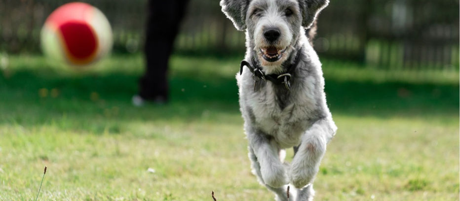 First home buyers prefer space for pets over proximity to family