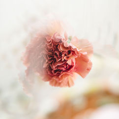 Pétale de rose, féminin sacré, rituel, initiation, blessing way, rose, douceur, magie, sororiré, cercle de femme.