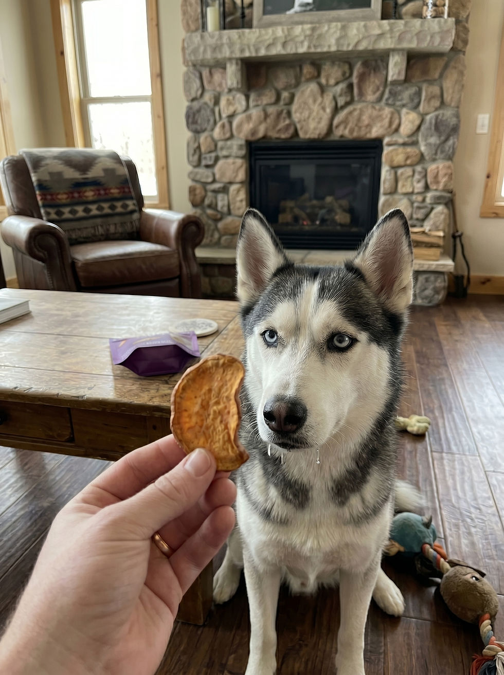 Husky begging for dehydrated sweet potato dog treat