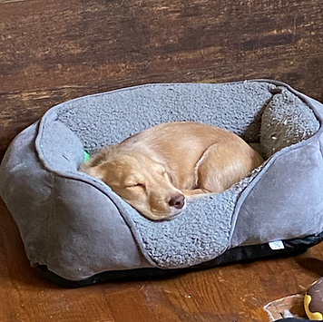 Alfredo the dog sleeping