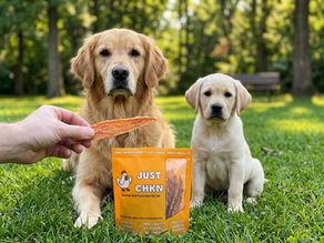 Puppy and adult dog sitting side by side during training session waiting for treats