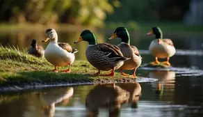 Ducks on shore