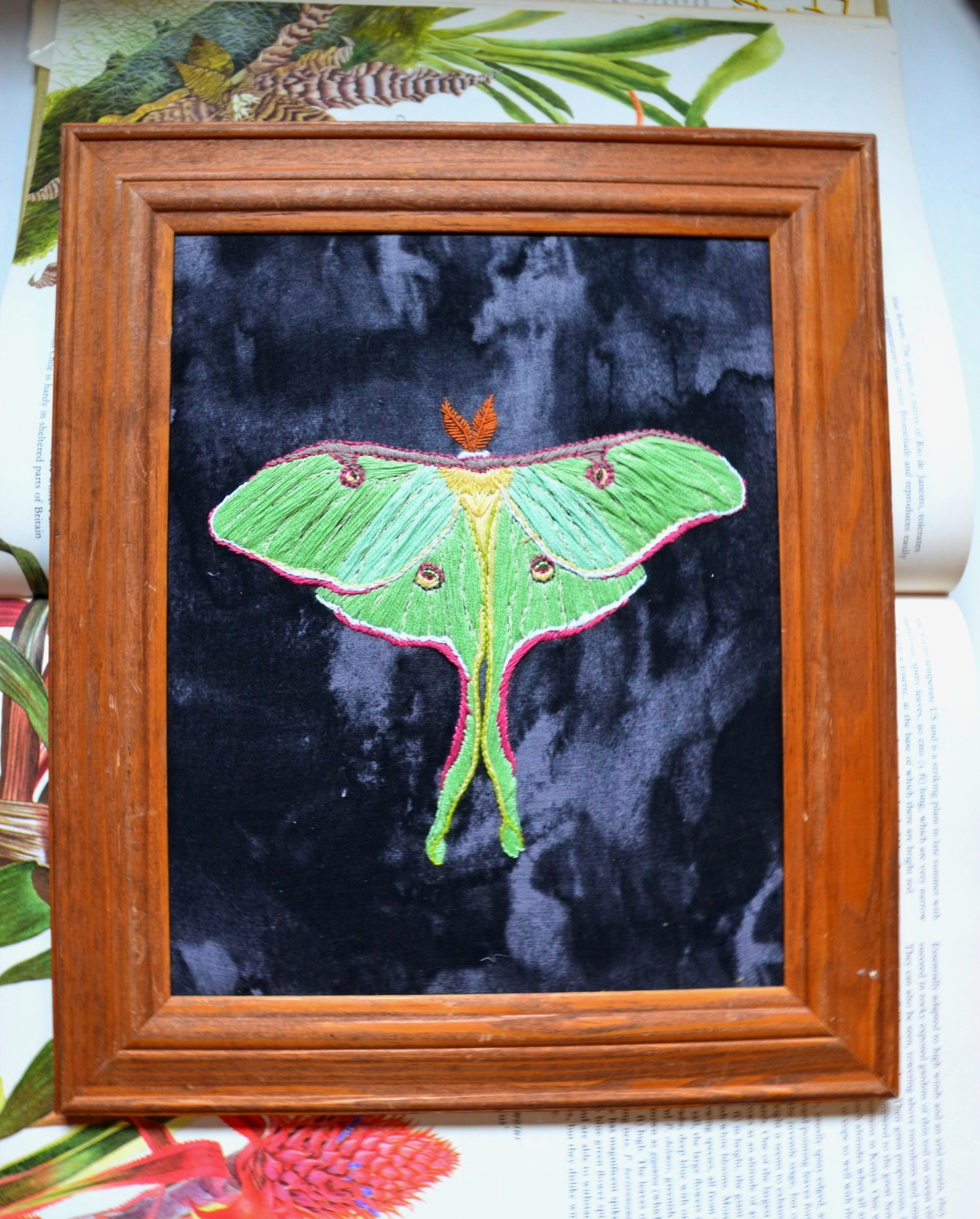Luna Moth