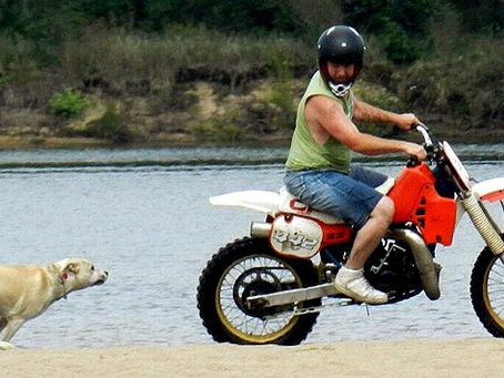 Meals on wheels. Dogs chasing motorcycles.