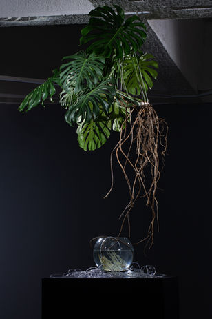 Ivan Karpov (Russia), Fine Body, Audiovisual object; Author’s hydroponic system with a liv