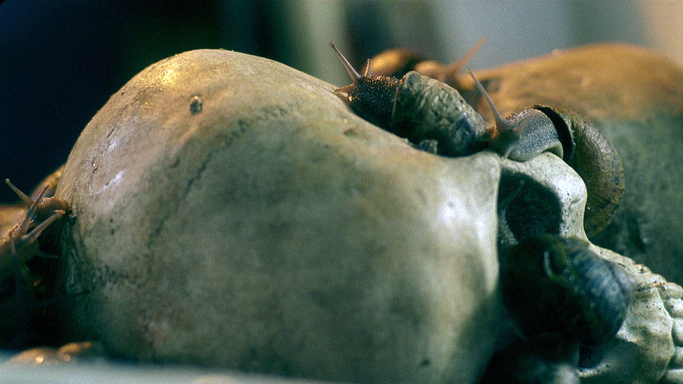 Koen Theys, The Vanitas Record, video installation [33:37, loop], 2005