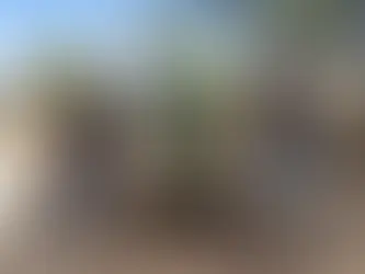 Realizan jornada de reforestación en Unidad Deportiva Aeropuerto