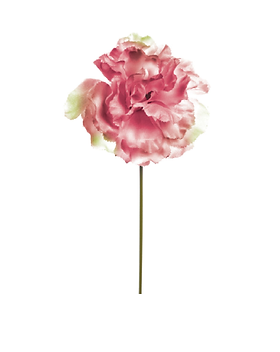 09_Carnation.png