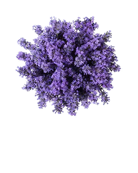 29_Lavender.png