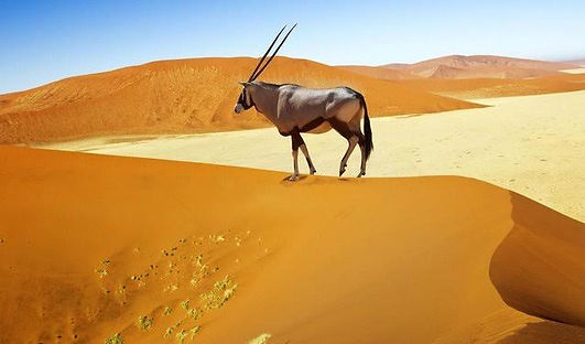 namibian gazelle.jpeg