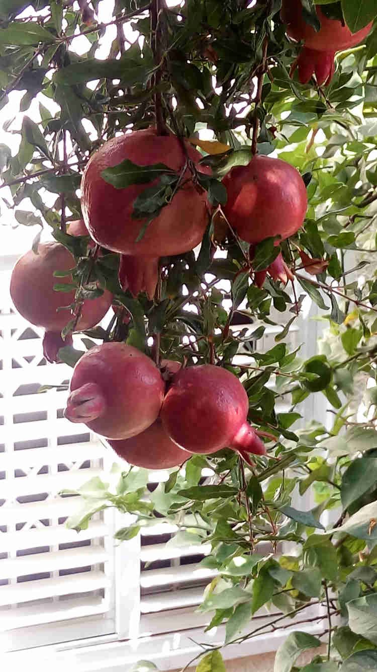 עץ הרימון נתן פריו