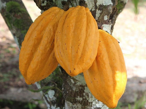 Encontro Cacau 500@ + Sustentável debate novas tecnologias e aumento da produtividade