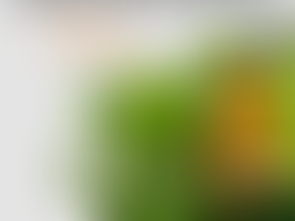 INEMA promove campanha para soltura de pássaros nas Ilhas de Tinharé e Boipeba