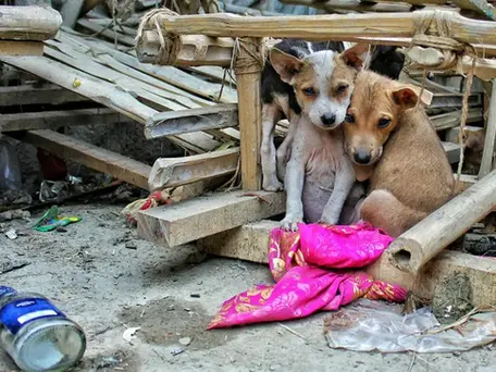 MPBA cobra ações de proteção a animais abandonados e discute criação de Centro de Zoonoses em Itacaré