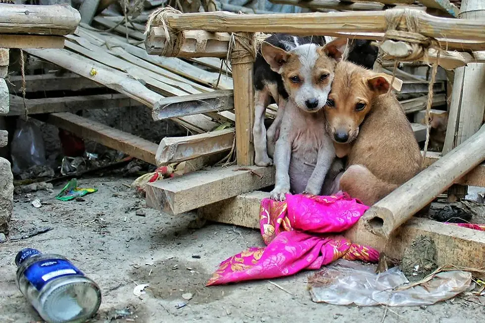 MPBA cobra ações de proteção a animais abandonados e discute criação de Centro de Zoonoses em Itacaré