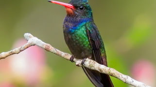 Em Igrapiúna, Reserva Espinita faz a proteção de cerca de 500 espécies de fauna e da flora em região de Mata Atlântica