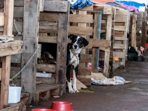 Rio Grande do Sul lança plano de ajuda a animais