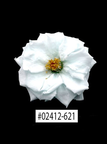 02412-621