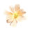 縮圖：彷真波斯菊(米白色)