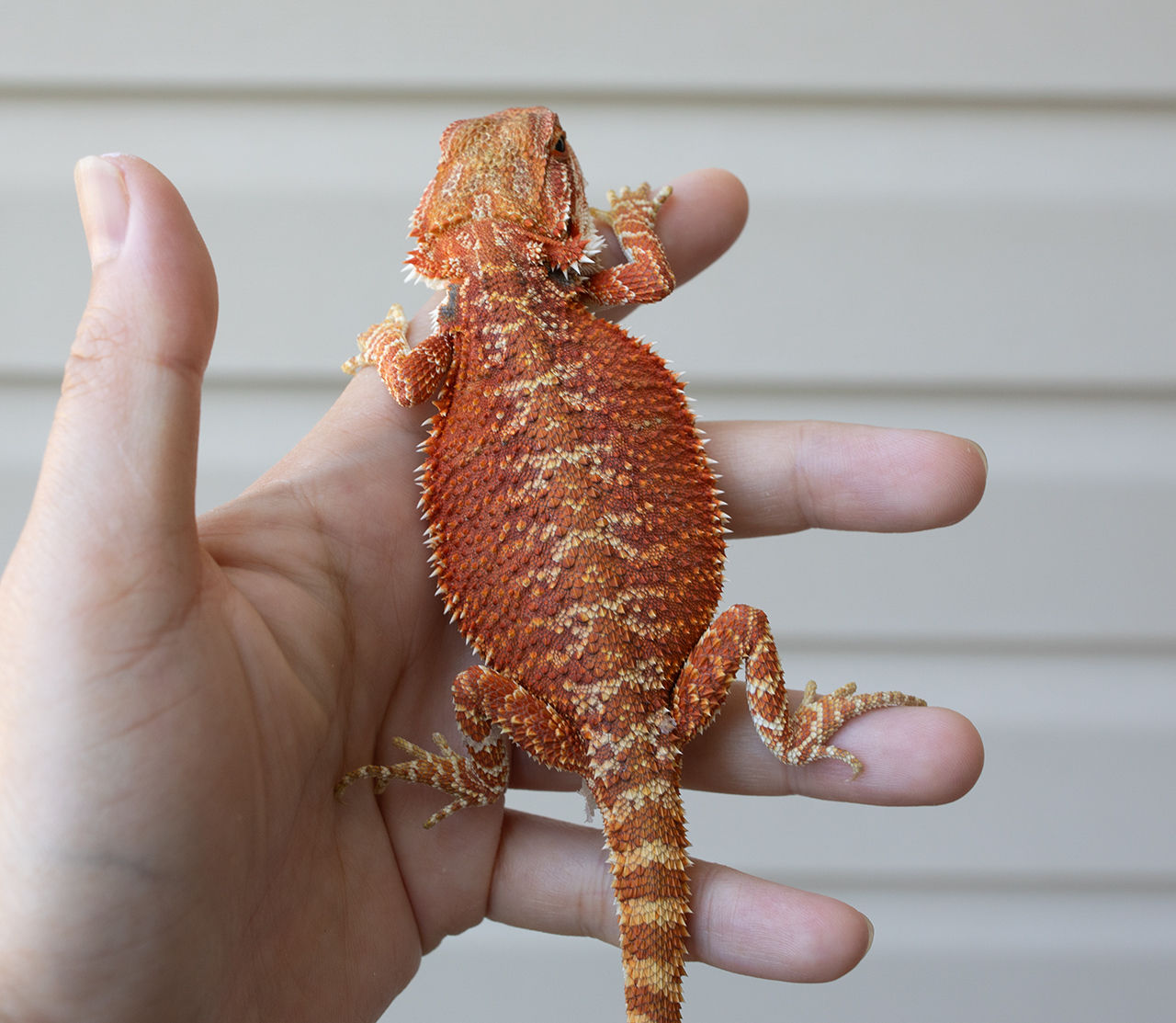 Hypo Red 25% Red Monster line