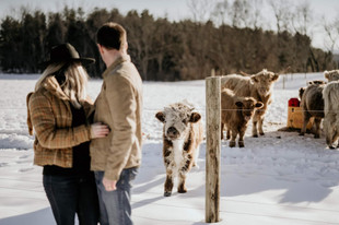 highlandcowphotography.jpeg
