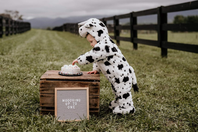 cowphotoshoot.jpeg