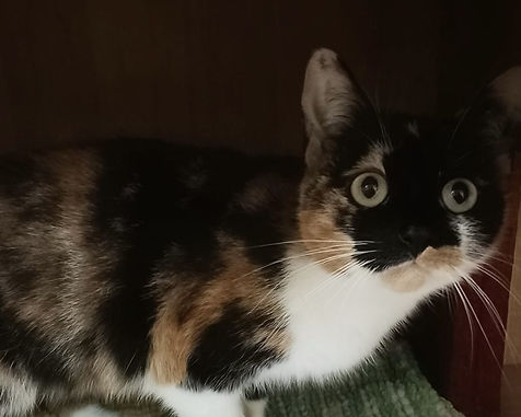 nala.jpg