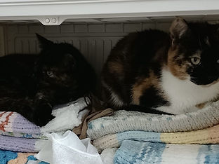 Nala & Coco together.jpg