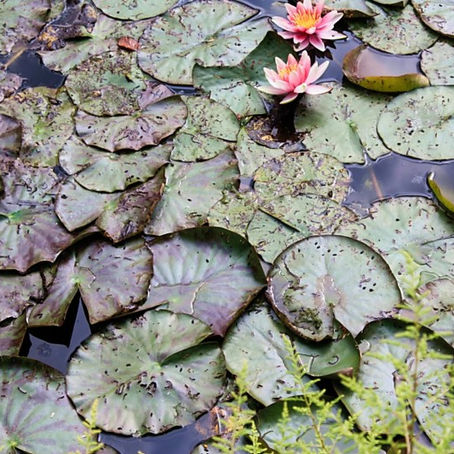 ARTIST SPOTLIGHT - TRISHA BIERY