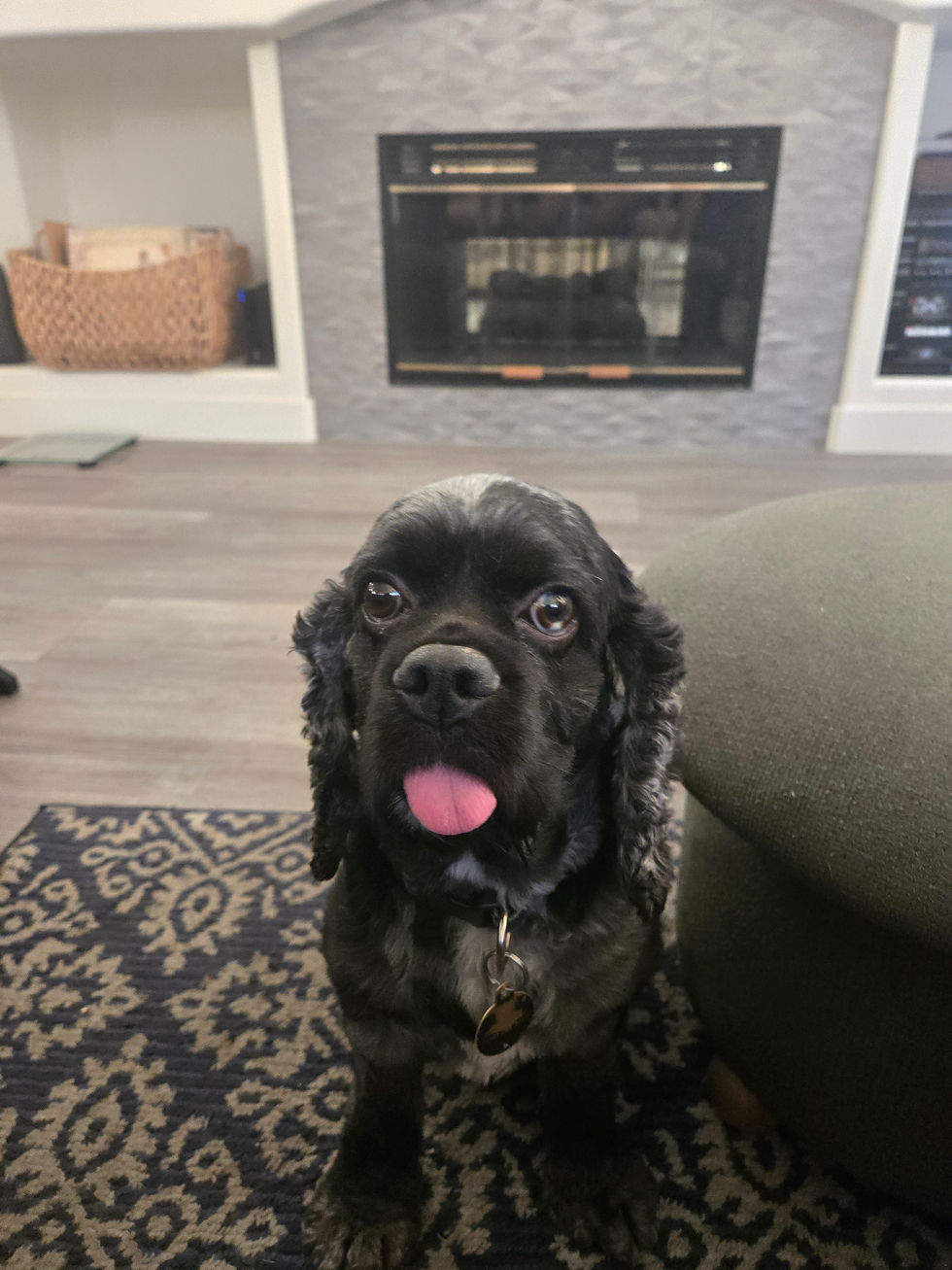 Ollie the black dog indoors in front of a fireplace