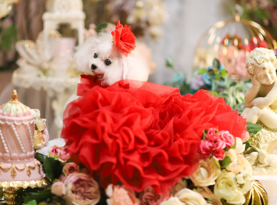 キャランクチュール
可愛いシルクフラワードレス小型犬
わんこドレス