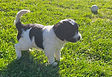 Dottie.jpg