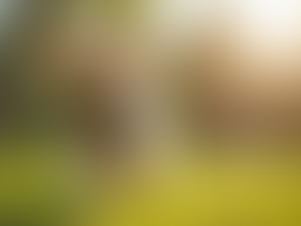 Styling Your Furry Friend