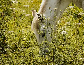 Анализ ÉquiSoin