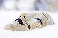 Mask in the snow