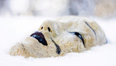 A broken white theatrical mask partially buried in snow, showing fragmentation and disconnection