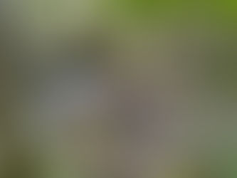 VA 46.6 Mile AT Section Hike