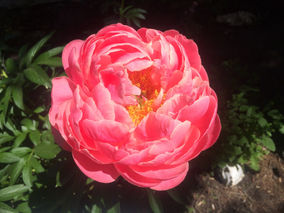 Creator & our divine family