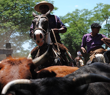 Un gaucho arreando vacas. parte de el dia libre en el programa