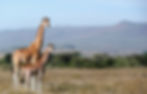 Kenya BG_edited.jpg